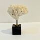Antique natural white fossil coral on wooden base cabinet of curiosities
