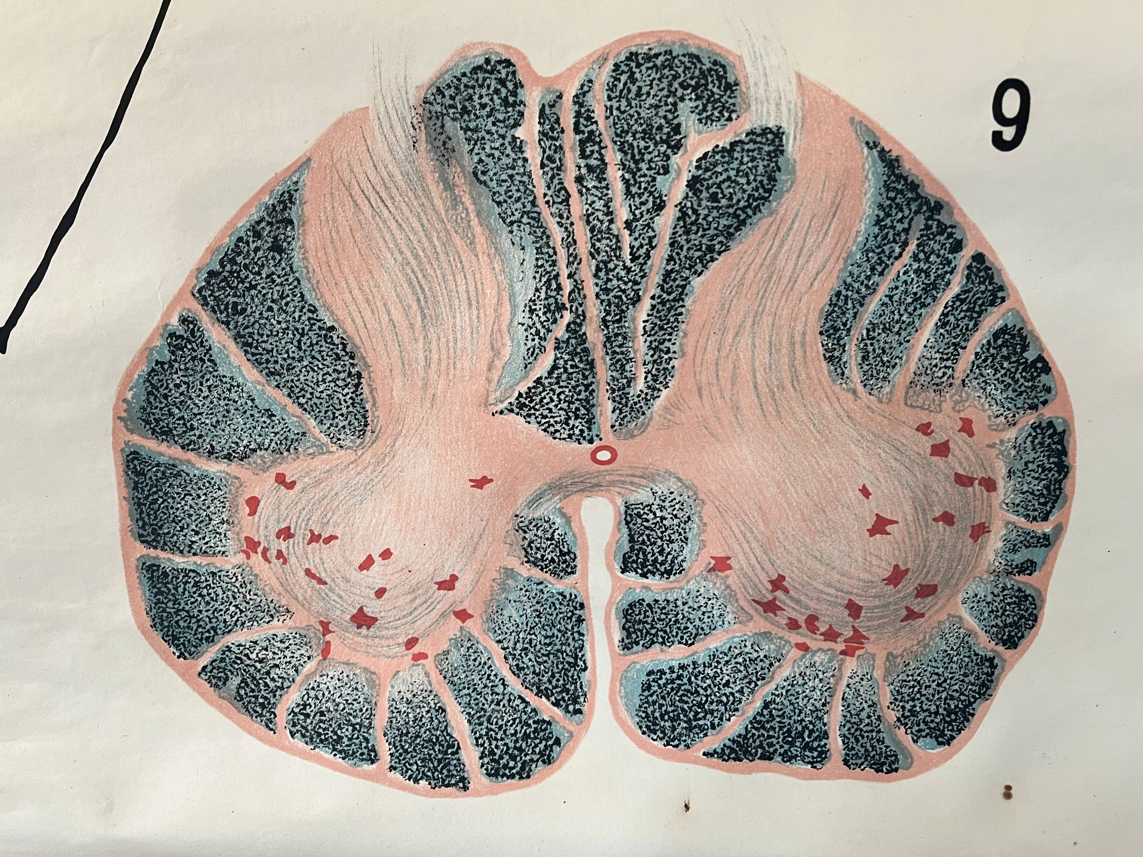 Zoological poster, cell of the animal body