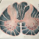 Zoological poster, cell of the animal body