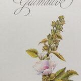 Planche botanique guimauve