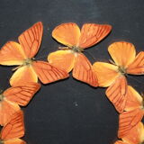 Envolée de papillons