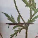 Old Deyrolle educational poster