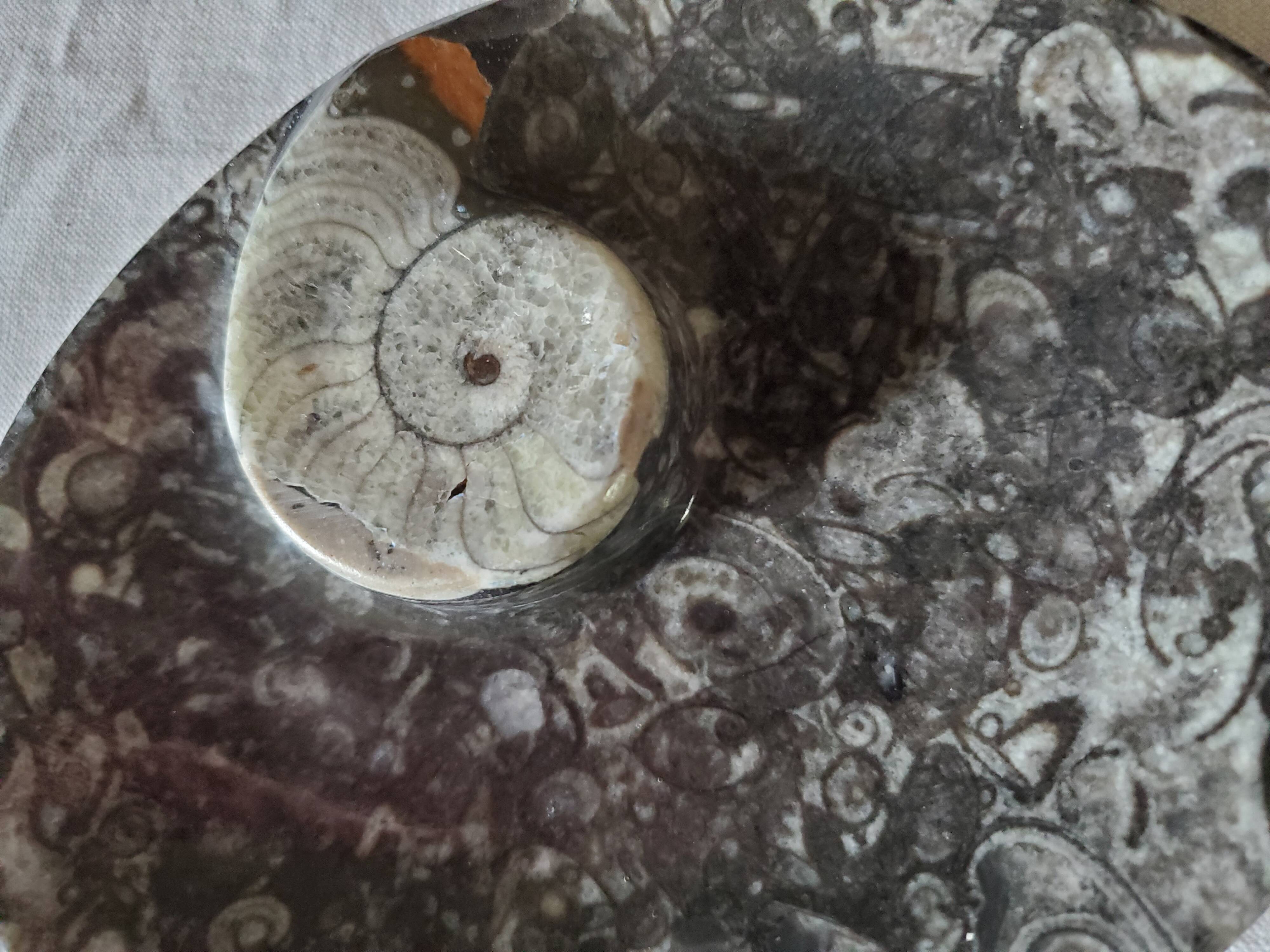 Empty fossilized marble pocket