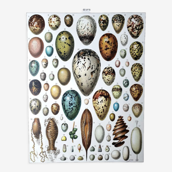 Egg board poster 40s