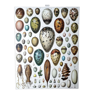 Egg board poster 40s