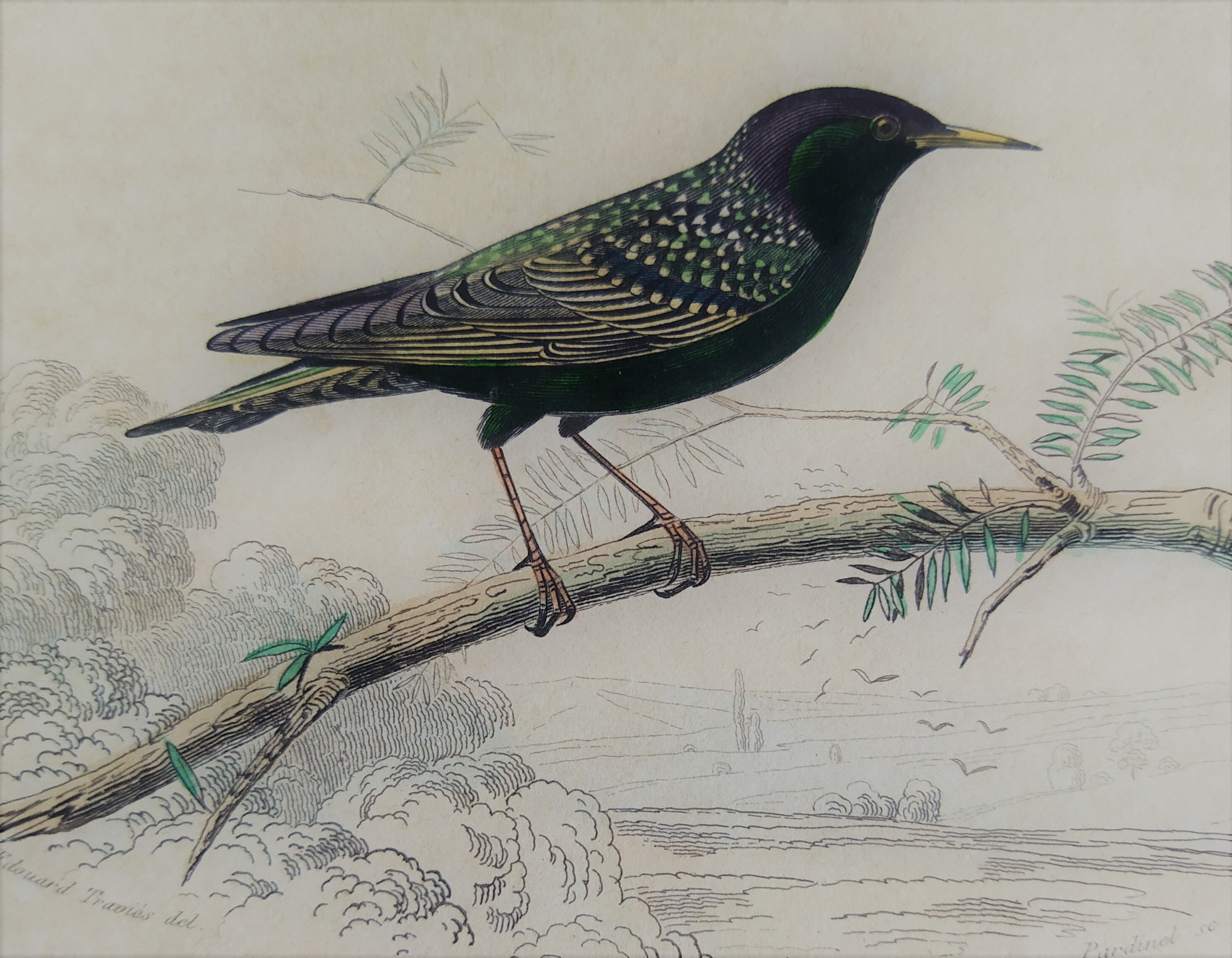 Ornithological plank "The Starling... Louisiana - The Baltimore" Buffon 1938