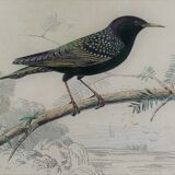 Ornithological plank "The Starling... Louisiana - The Baltimore" Buffon 1938