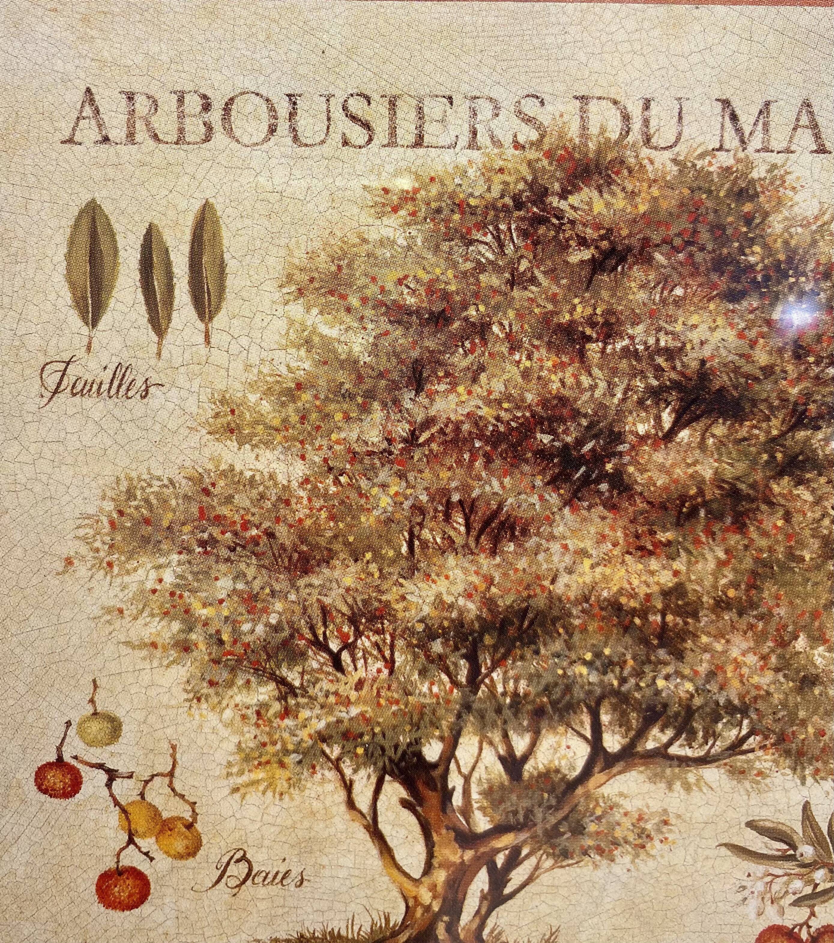 Botanical painting, arbutus trees of the maquis, XXI century