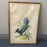 Set of ancient exotic bird illustrations
