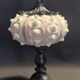 Cabinet of Curiosities imperial sea urchin Phyllacanthus imperialis on a base