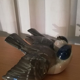 Couple of birds - Fraureuth porcelain Carl Nacke