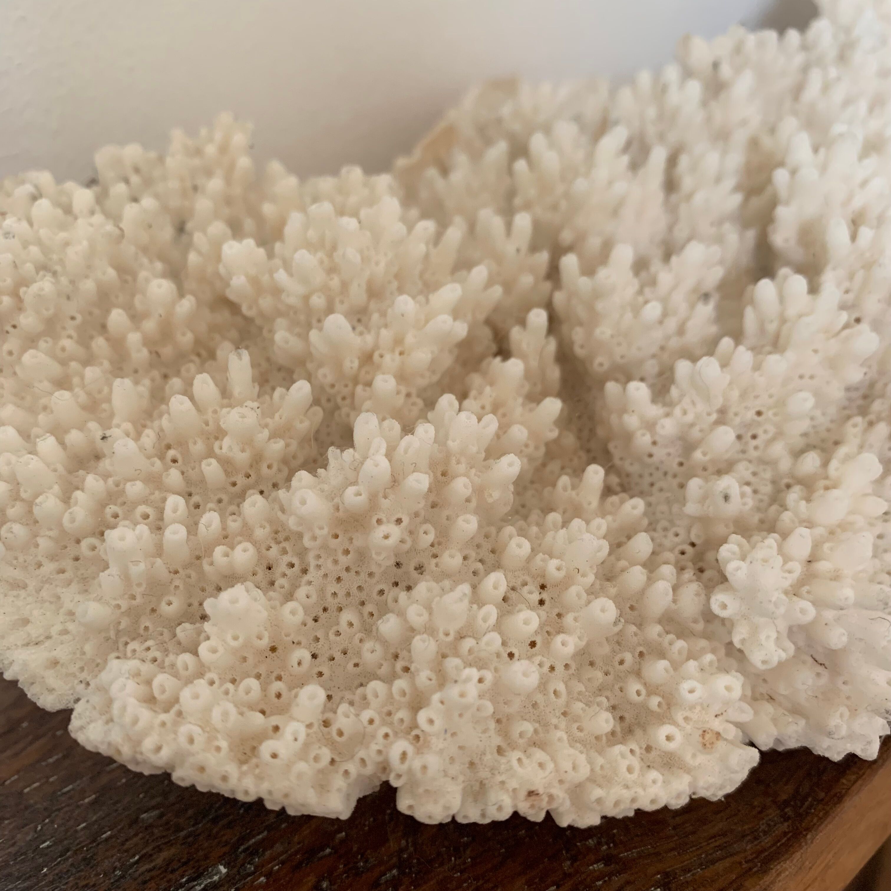 White coral 33 cm