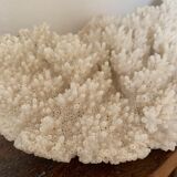 White coral 33 cm
