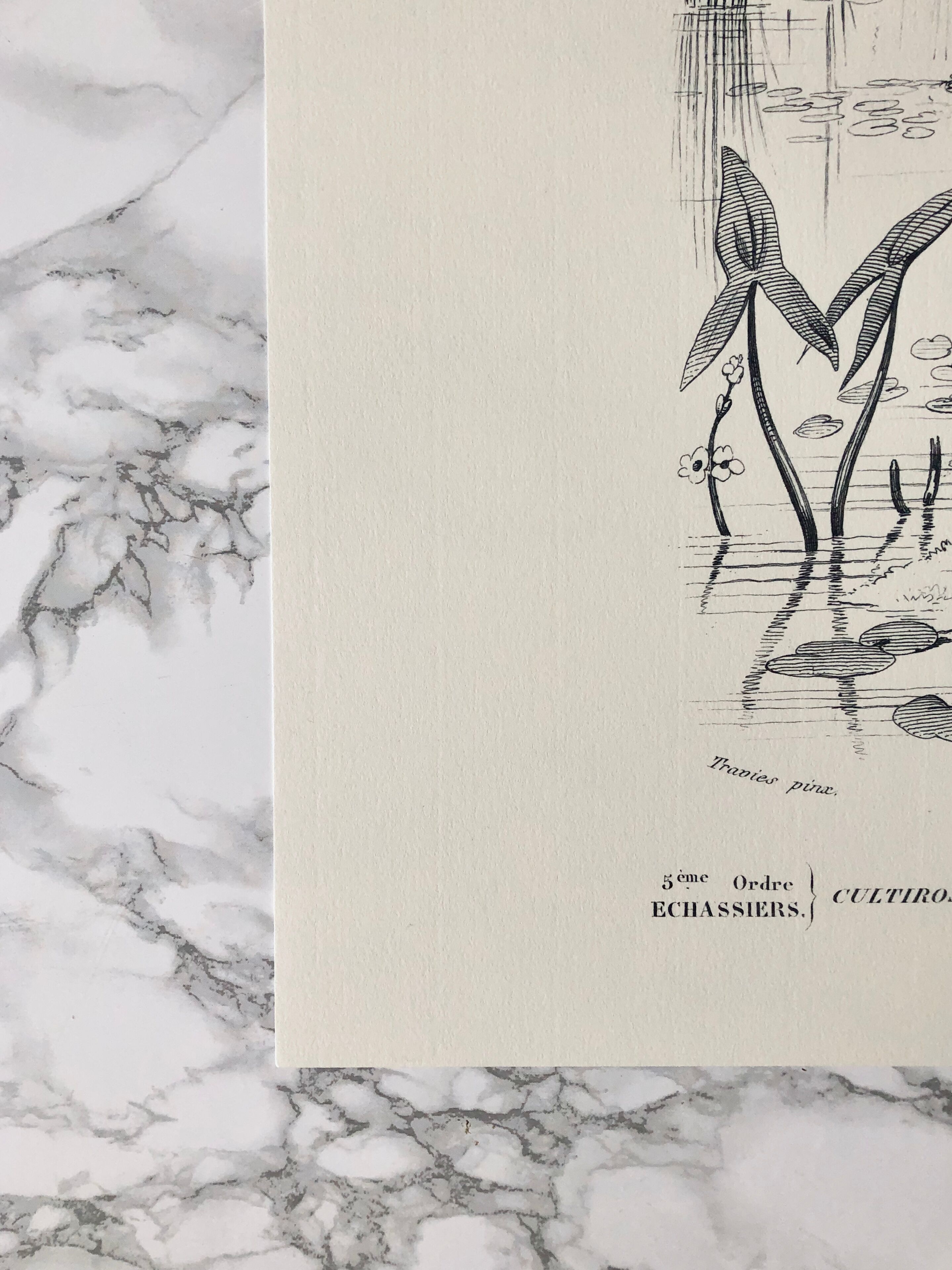 Zoological plank in color representing the Purple Heron