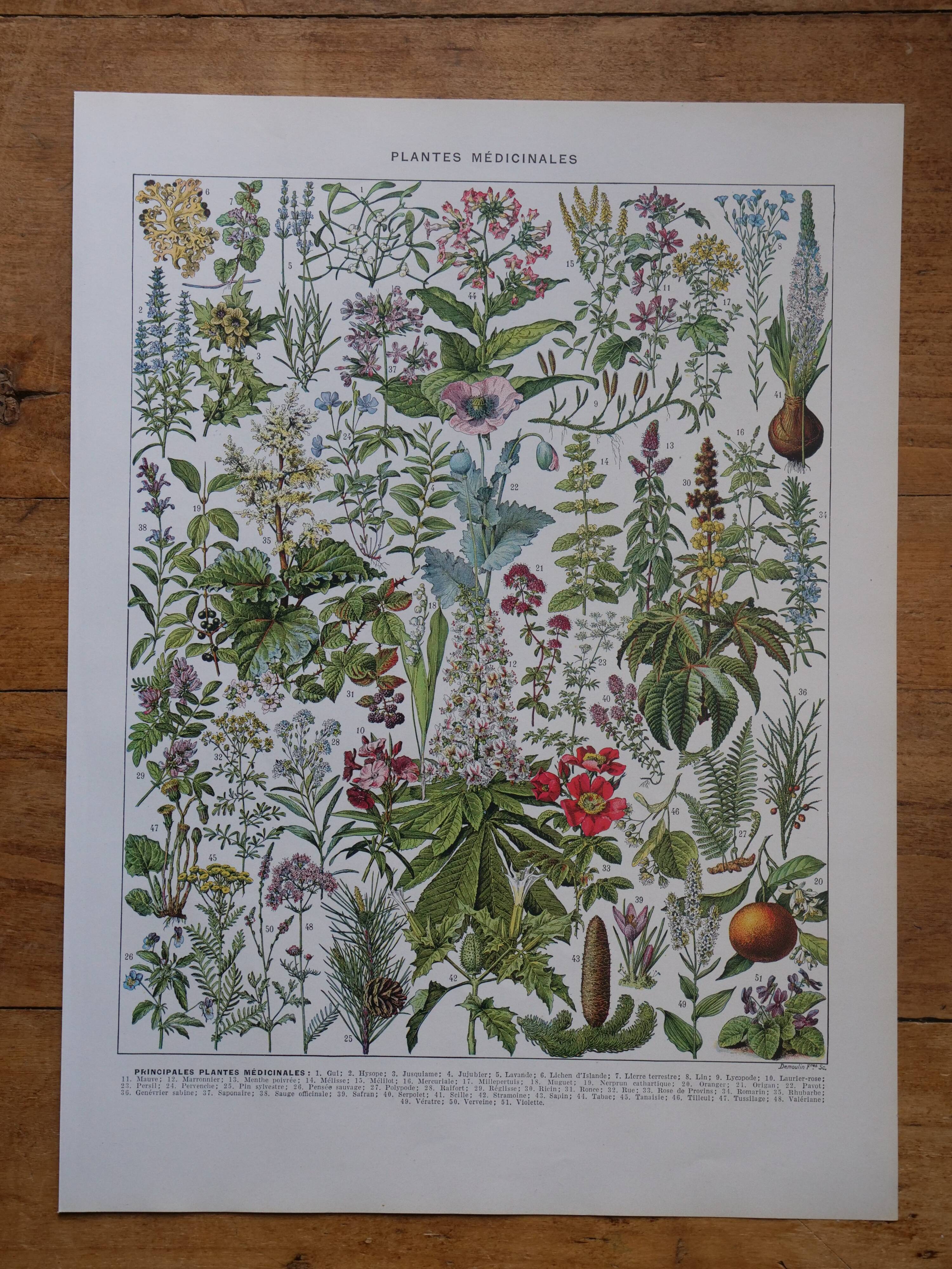 Original lithographs on medicinal plants