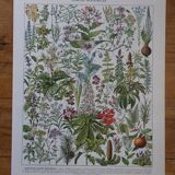 Original lithographs on medicinal plants