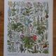 Lithographies originales sur les plantes médicinales