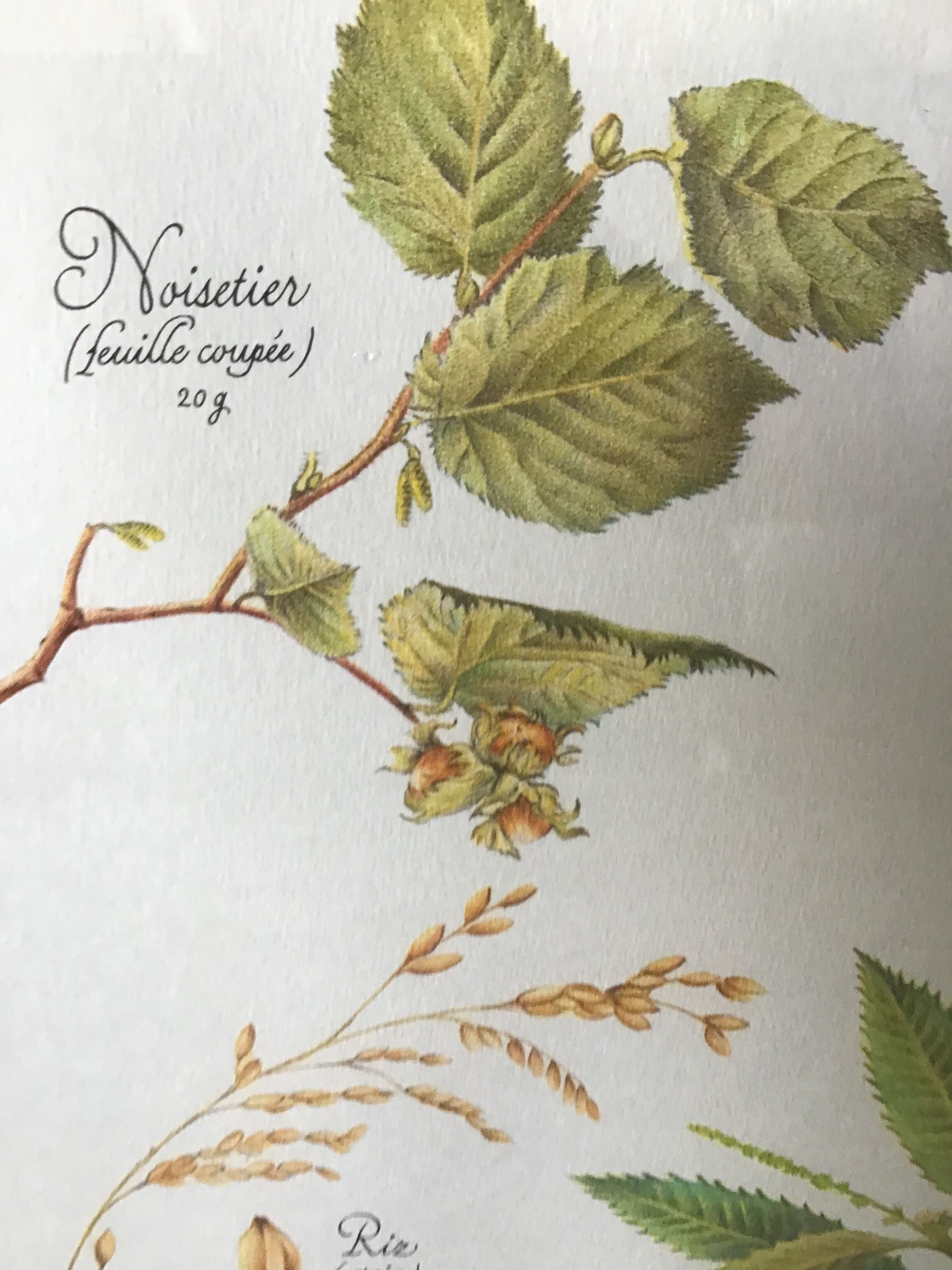 Botanical engraving precious herbal teas framed