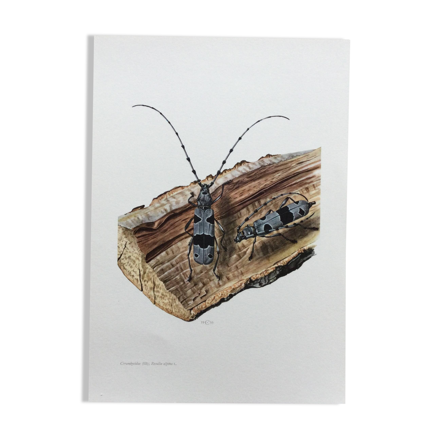 Antique Insect Illustration, Vintage Print 60s