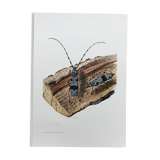 Illustration ancienne Insectes, Impression vintage années 60