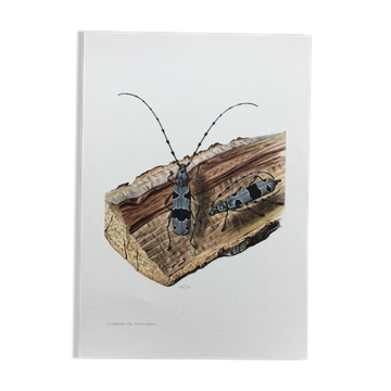 Antique Insect Illustration, Vintage Print 60s