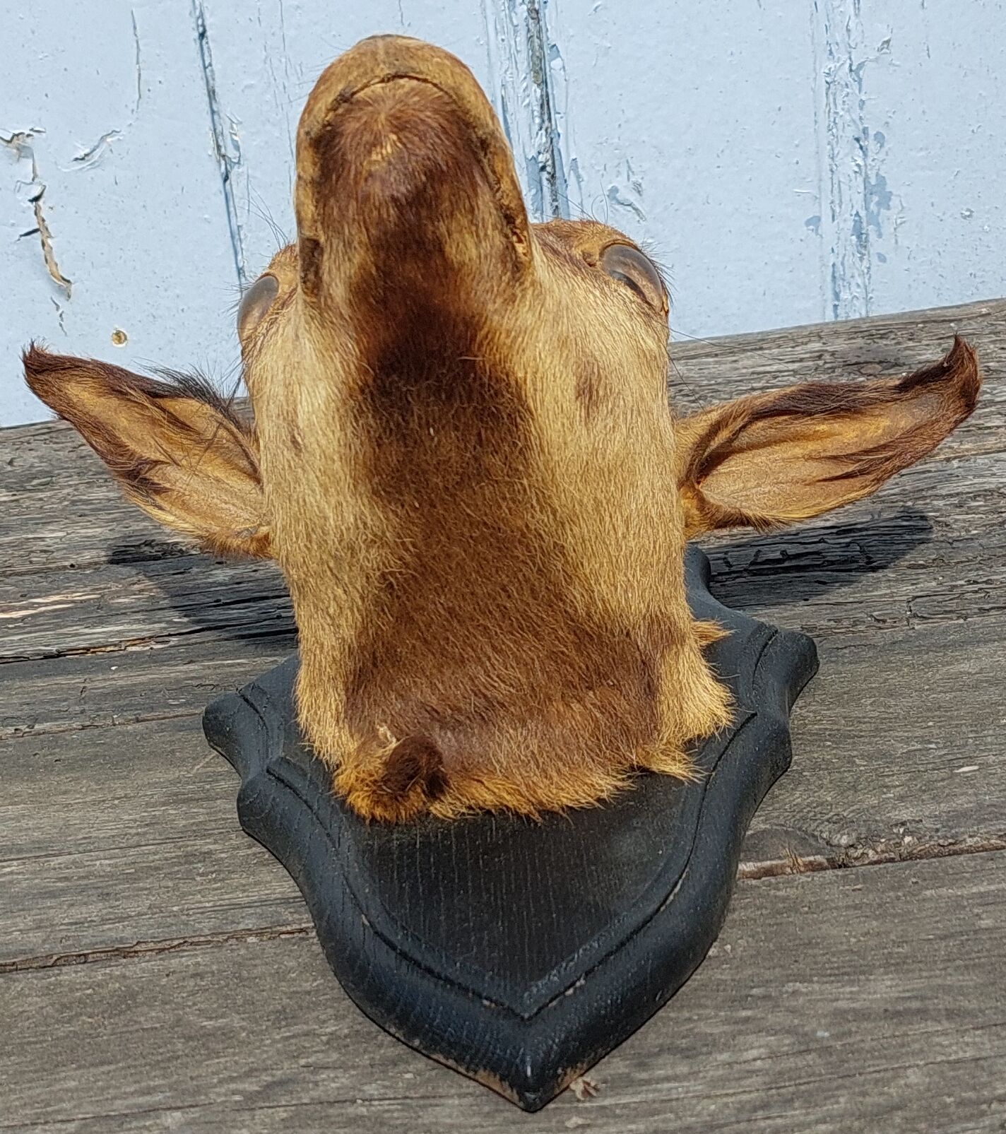 Goat hunting trophy