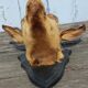 Goat hunting trophy