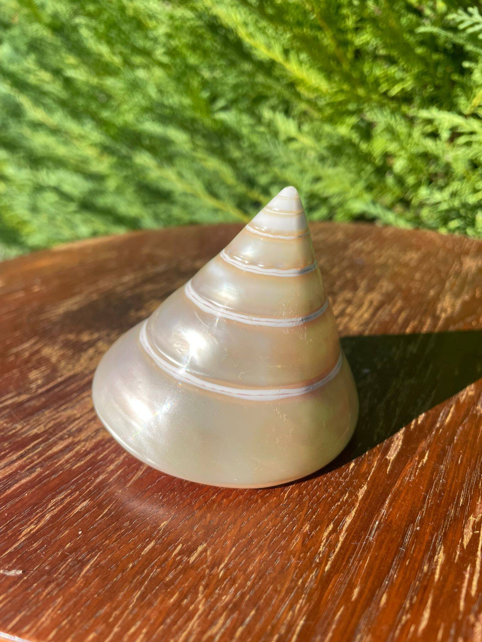 Petit coquillage : Trochus