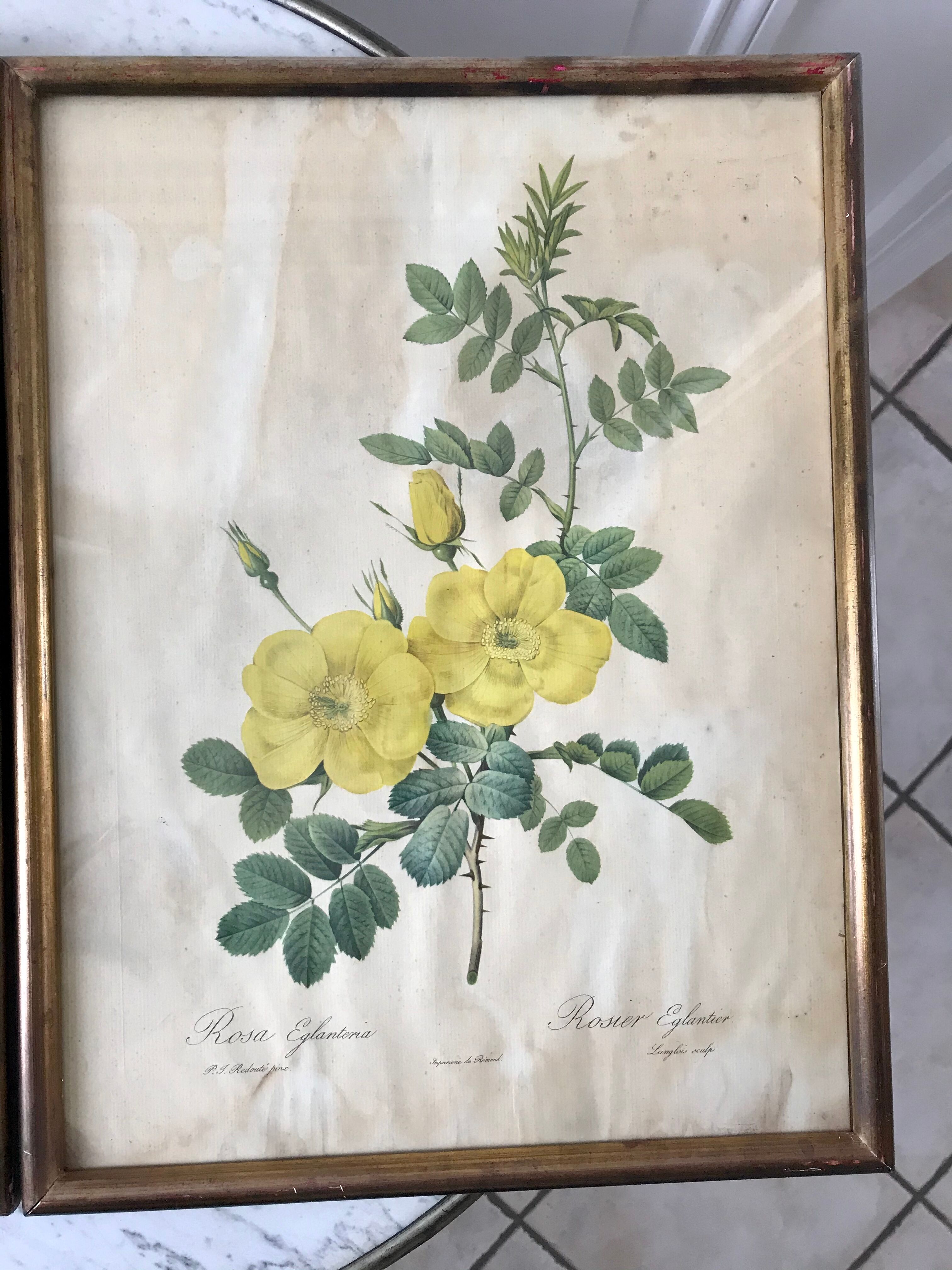 Duo of lithographs JP Redouté Rosier Eglantier red and yellow
