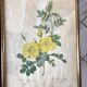 Duo of lithographs JP Redouté Rosier Eglantier red and yellow