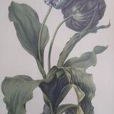 Tulip engraving of gardens by Van Spaendonck