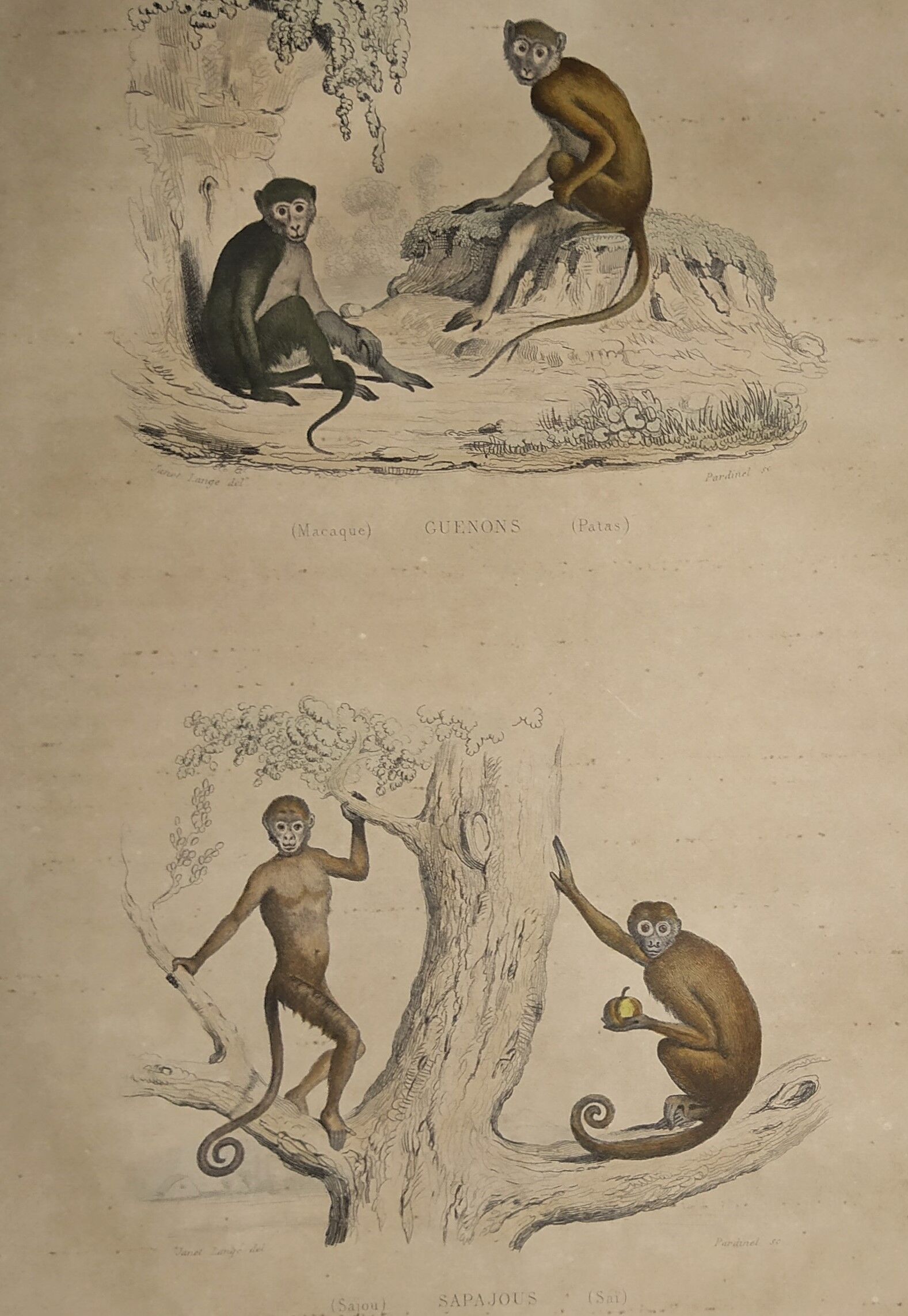 Planche zoologique originale de 1839