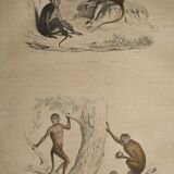 Original zoological plate of 1839