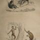 Original zoological plate of 1839