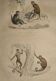 Original zoological plate of 1839