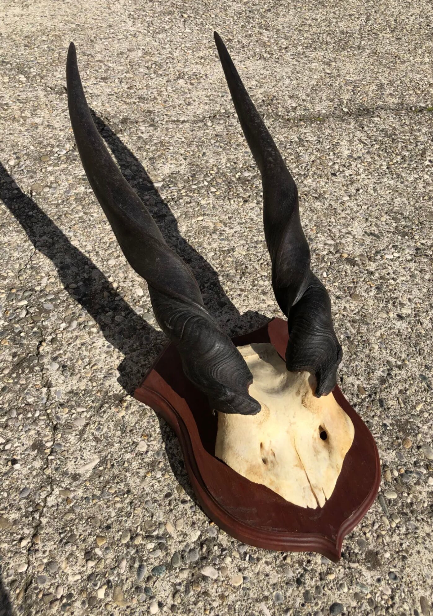 Ancient Grand Koudou Hunting Trophy on Exotic Wooden Base Artric Massacre