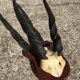 Ancient Grand Koudou Hunting Trophy on Exotic Wooden Base Artric Massacre