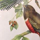 Ornithological board "Trogon collaris" J-E Gould