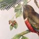 Ornithological board "Trogon collaris" J-E Gould