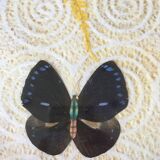 Vintage bamboo tray decorated with ferns and butterflies