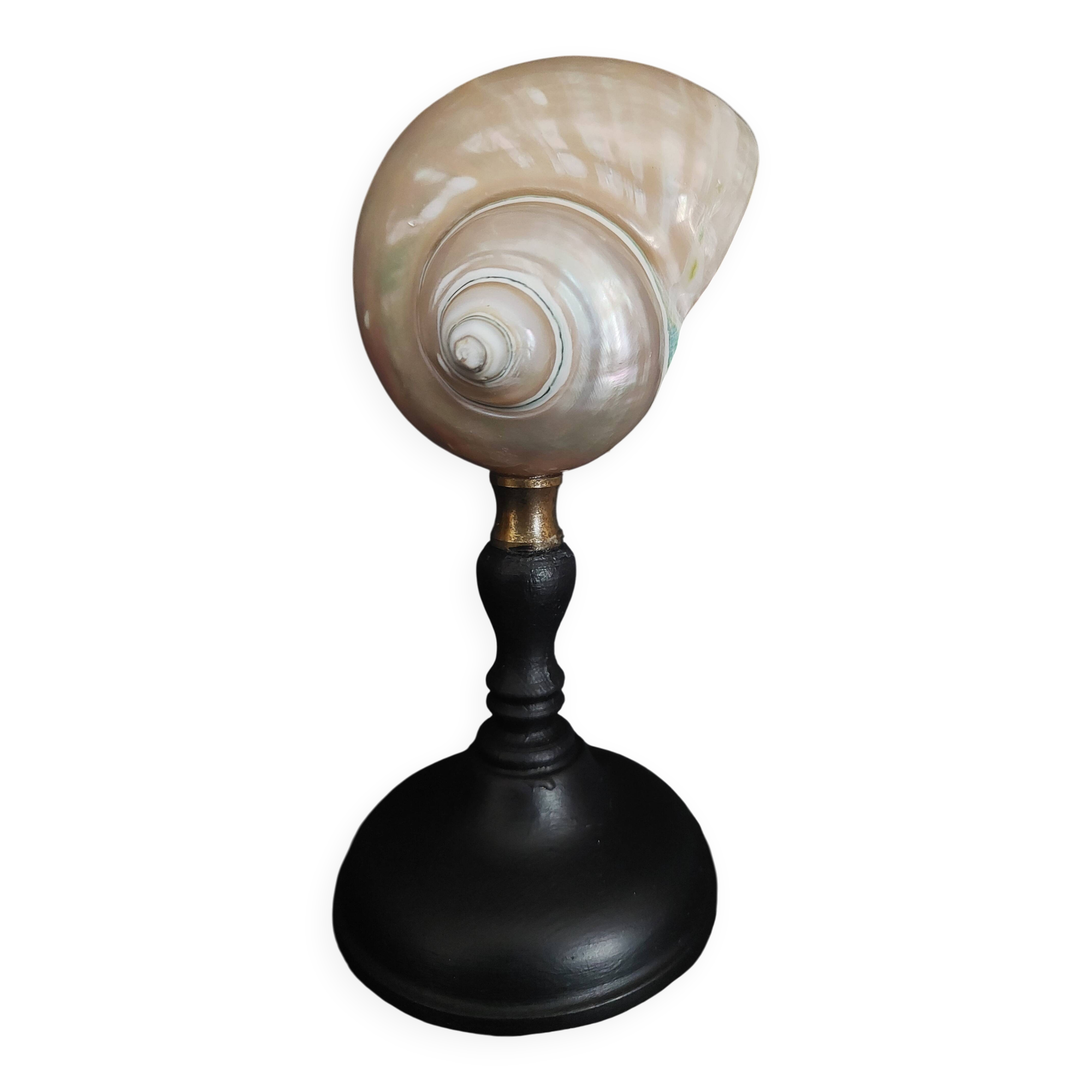 Cabinet de Curiosités coquillage turbo imperialis nacré sur socle