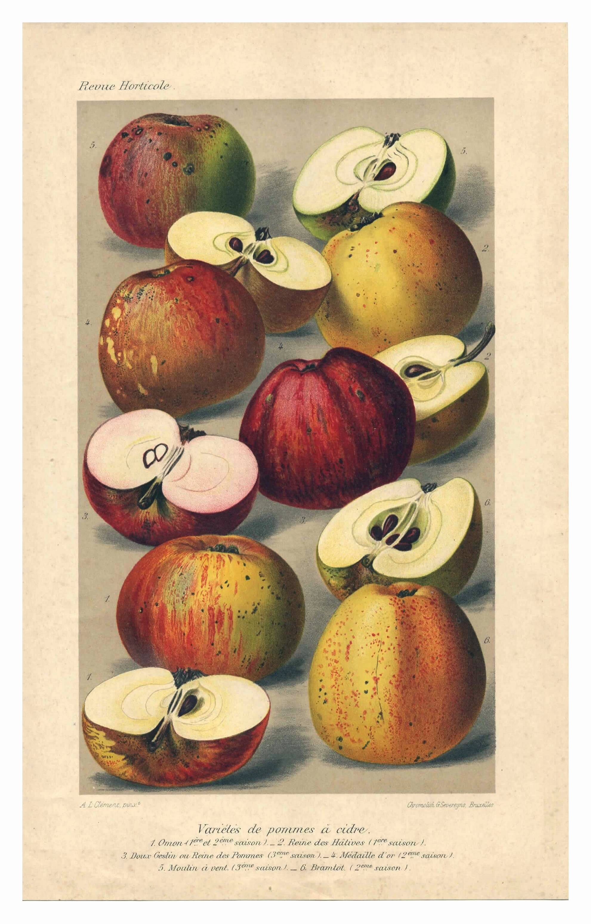 1896 Botanical Print by AL Clement, pina • Cider Apple Varieties • Old Lithograph
