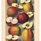 1896 Botanical Print by AL Clement, pina • Cider Apple Varieties • Old Lithograph