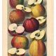 1896 Botanical Print by AL Clement, pina • Cider Apple Varieties • Old Lithograph
