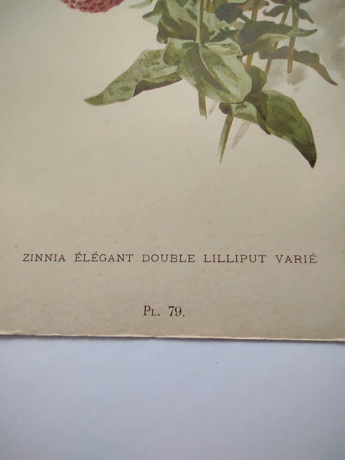 Botanical engraving from 1897 - Zinnia elegant Double Lilliput Varié - Original plate, Lithograph