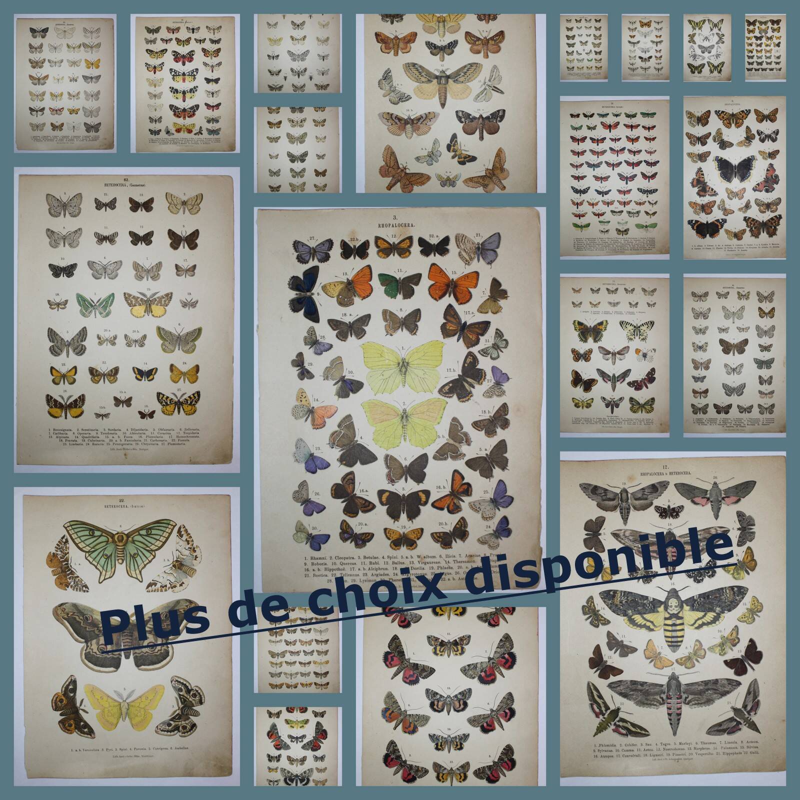 Old engraving of Butterflies - Lithograph from 1887 - Strigula - Original zoological illustration