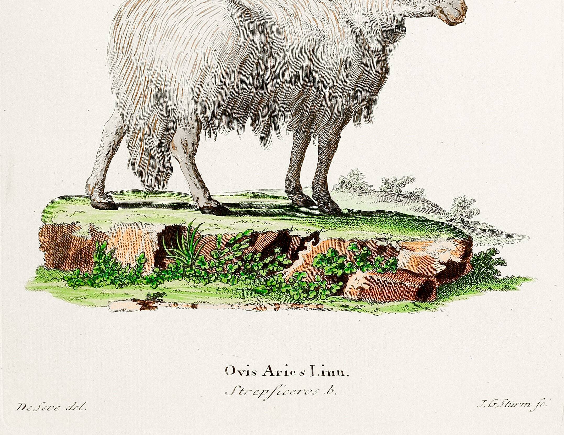 Poster about the mouflon, based on an old engraving from 1774.