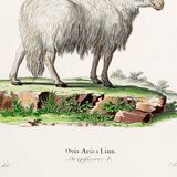 Poster about the mouflon, based on an old engraving from 1774.
