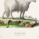 Poster about the mouflon, based on an old engraving from 1774.