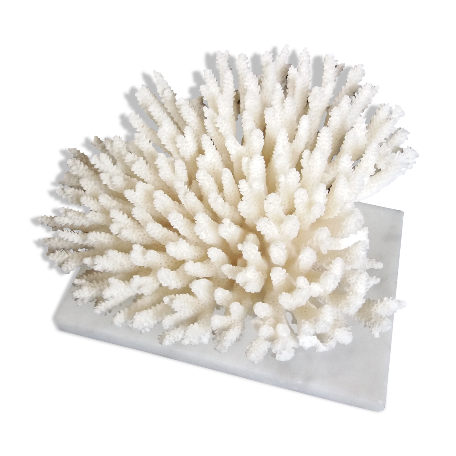Coral on marble base